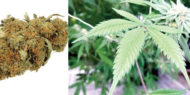 साढे २४ केजी गाँजासहित तीन जना पक्राउ